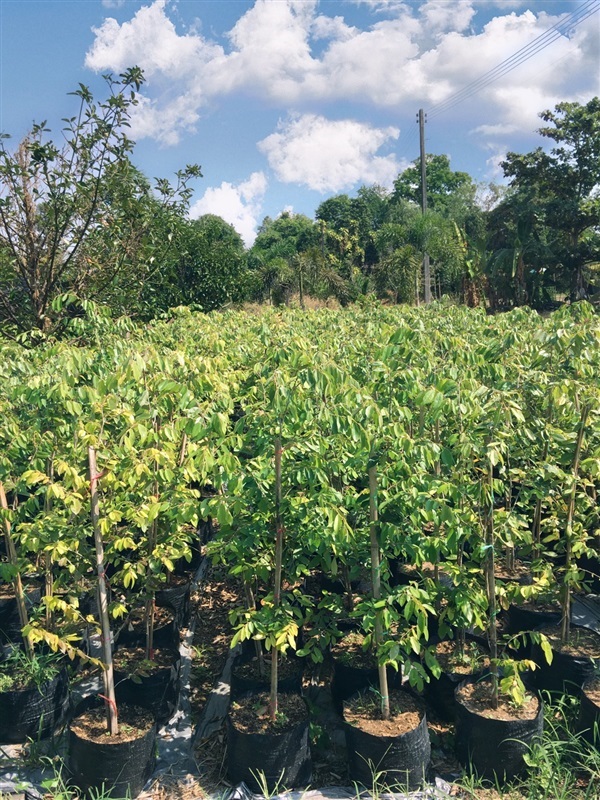 รวงผึ้ง ราคาส่ง | สวนต้นไม้โครงการ - เมืองปราจีนบุรี ปราจีนบุรี