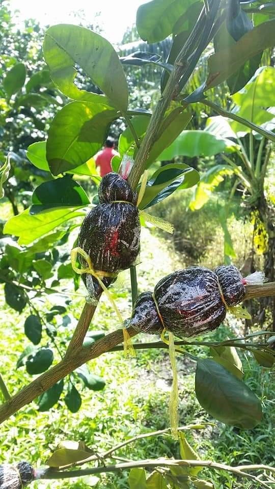 กิ่งตอนส้มโอทับทิมสยาม | สวนส้มโอทับทิมสยาม - เมืองนครศรีธรรมราช นครศรีธรรมราช