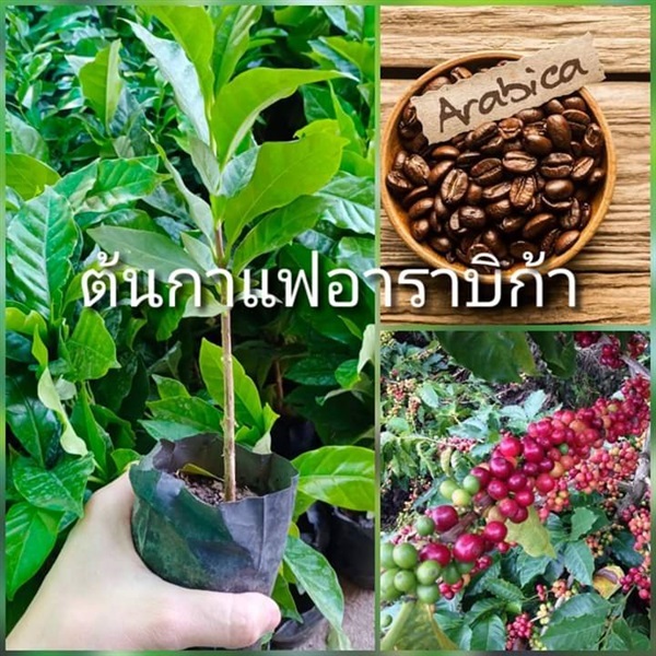 ต้นกาแฟอาราบิก้า ชุดละ2ถุง4ต้น ส่งฟรี | เมล็ดพันธุ์การเกษตร - สีชมพู ขอนแก่น