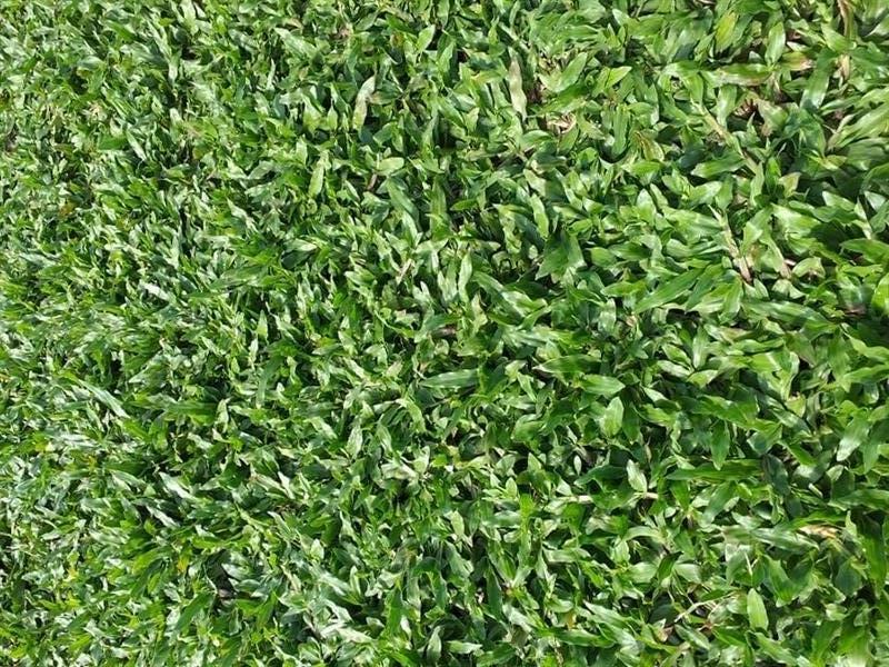 หญ้ามาเลเซีย | ไร่หญ้าธวัชชัย -  ปทุมธานี