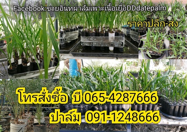 อินทผาลัมเพาะเลี้ยงเนื้อเยื่อ | DD_datepalm - บางกอกใหญ่ กรุงเทพมหานคร