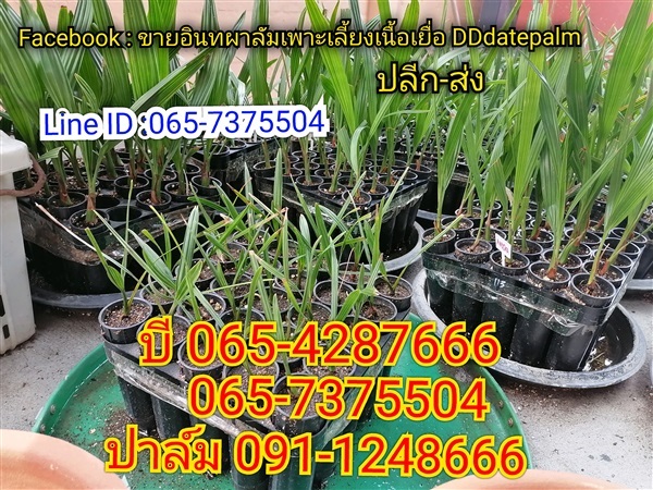 ต้นอินทผาลัมเพาะเลี้ยงเนื้อเยื่อ | DD_datepalm - บางกอกใหญ่ กรุงเทพมหานคร