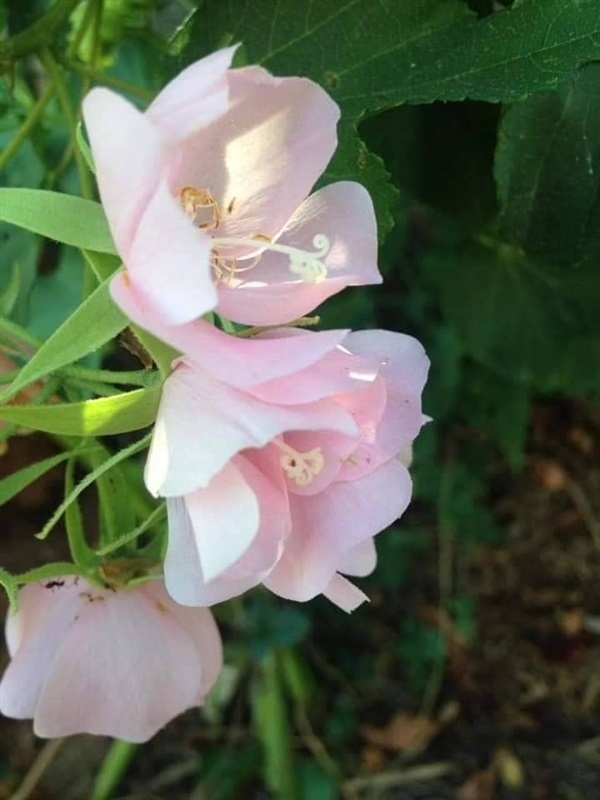 #พุดตานฮาวาย ไม้พุ่มขนาดกลาง ลักษณะดอกเป็นพวงสีชมพูสวย  | Drenglish Garden มหาสารคาม - กันทรวิชัย มหาสารคาม