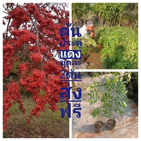 ต้นประดู่แดง ชุดละ2ต้นส่งฟรี | เมล็ดพันธุ์การเกษตร - สีชมพู ขอนแก่น