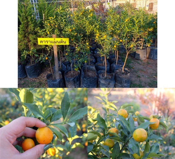 ต้นส้มคาราแมนติน คารามอนติน หรือส้มศิริมงคล