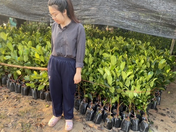 ขนุนทวายปีเดียว | สวนทองดีพันธุ์ไม้ - เมืองปราจีนบุรี ปราจีนบุรี