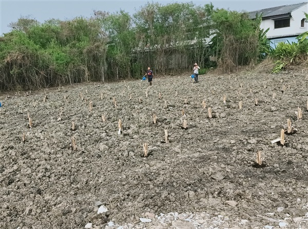 กล้วย | รับจัดสวน นายชาติชายพันธุ์ไม้ - องครักษ์ นครนายก