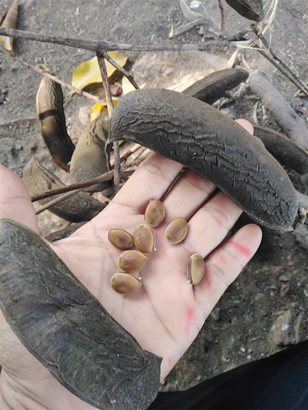 ขายเมล็ดถั่วคล้า | เมล็ดพันธุ์ดี เกษตรวิถีไทย - เมืองระยอง ระยอง