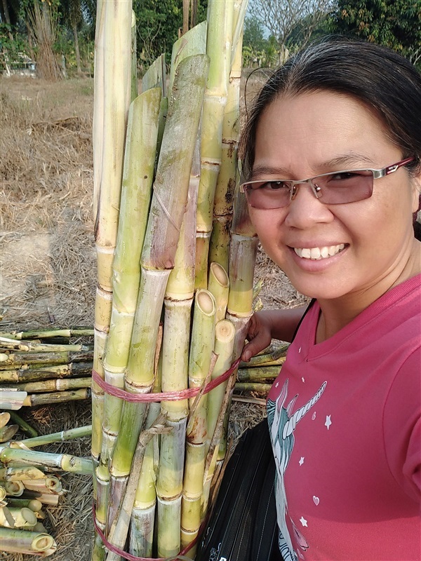 ขายพันธุ์อ้อยคั้นน้ำสุพรรณบุรี50 | เมล็ดพันธุ์ดี เกษตรวิถีไทย - เมืองระยอง ระยอง