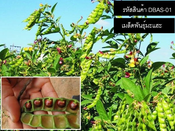  จำหน่ายเมล็ดพันธุ์มะแฮะ (เมล็ดพันธุ์คุณภาพดี)  | thailandseedshop - เมืองสมุทรปราการ สมุทรปราการ