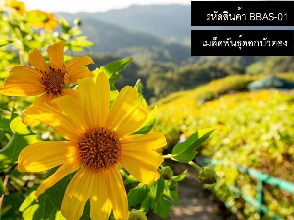 จำหน่ายเมล็ดพันธ์ดอกบัวตอง  (เมล็ดพันธุ์คุณภาพดี)