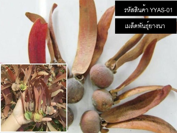  จำหน่ายเมล็ดพันธ์ยางนา (เมล็ดพันธุ์คุณภาพดี) | thailandseedshop - เมืองสมุทรปราการ สมุทรปราการ