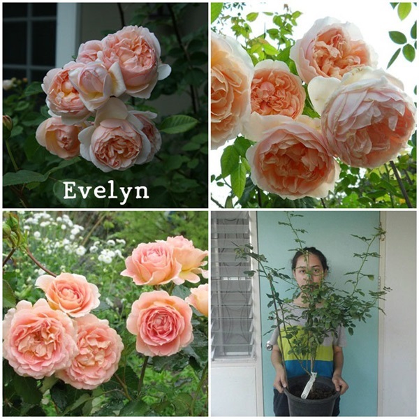 กุหลาบอังกฤษEvelyn (มีป้ายรับรองสายพันธุ์) | สวนเบญจรงค์สุคนธ์ -  นครราชสีมา