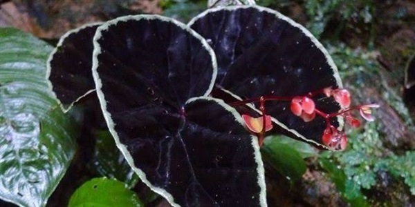 บีโกเนีย (Begonia Darthvaderiana) | เพาะพันธุ์บีโกเนีย สายพันธุ์ Darthvaderiana - ธนบุรี กรุงเทพมหานคร