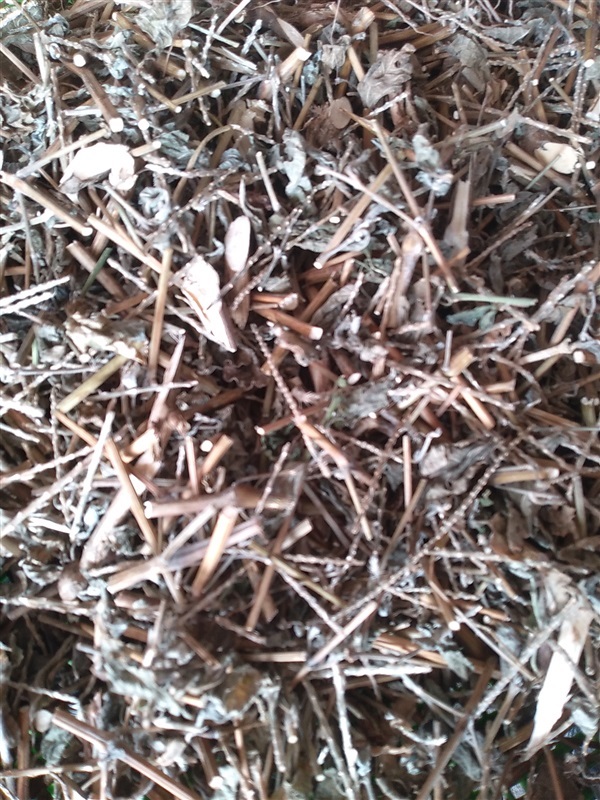 หญ้าพันงูขาวตากแห้ง | เมล็ดพันธุ์ดี เกษตรวิถีไทย - เมืองระยอง ระยอง