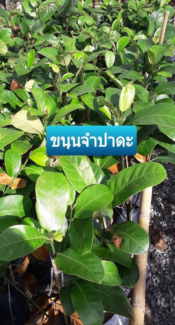 ขนุนจำปาดะ