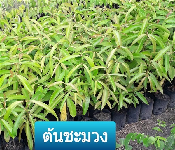 ต้นชะมวง | โชค พันธุ์ไม้ - เมืองปราจีนบุรี ปราจีนบุรี