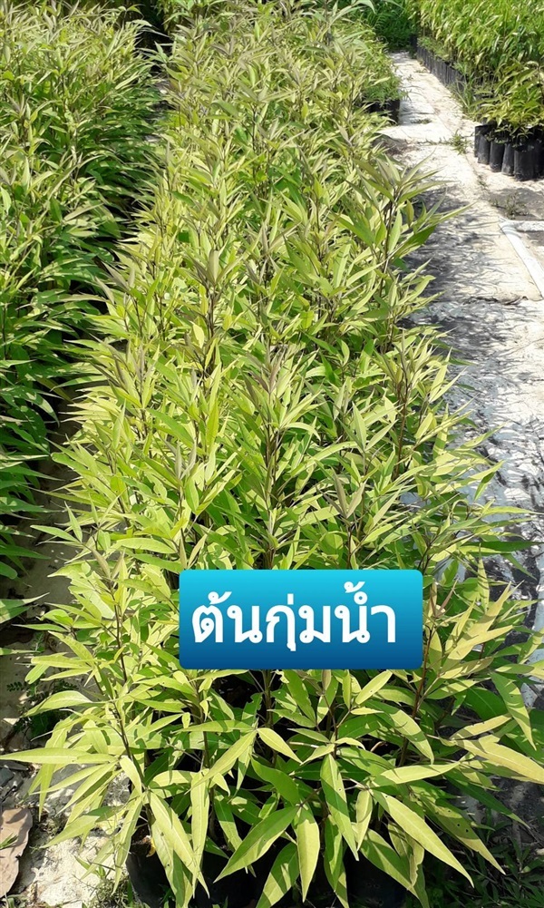 ต้นกุ่มน้ำ | โชค พันธุ์ไม้ - เมืองปราจีนบุรี ปราจีนบุรี