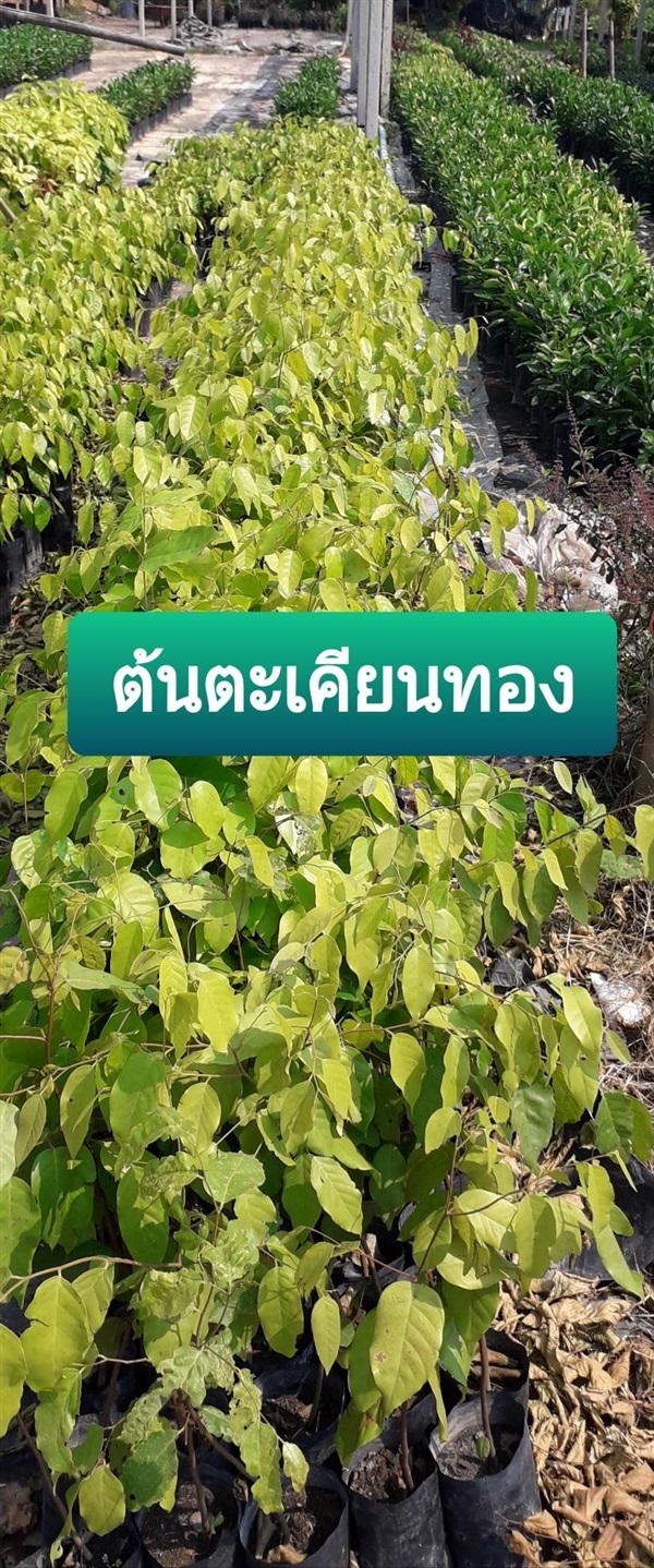 ต้นตะเคียนทอง | โชค พันธุ์ไม้ - เมืองปราจีนบุรี ปราจีนบุรี