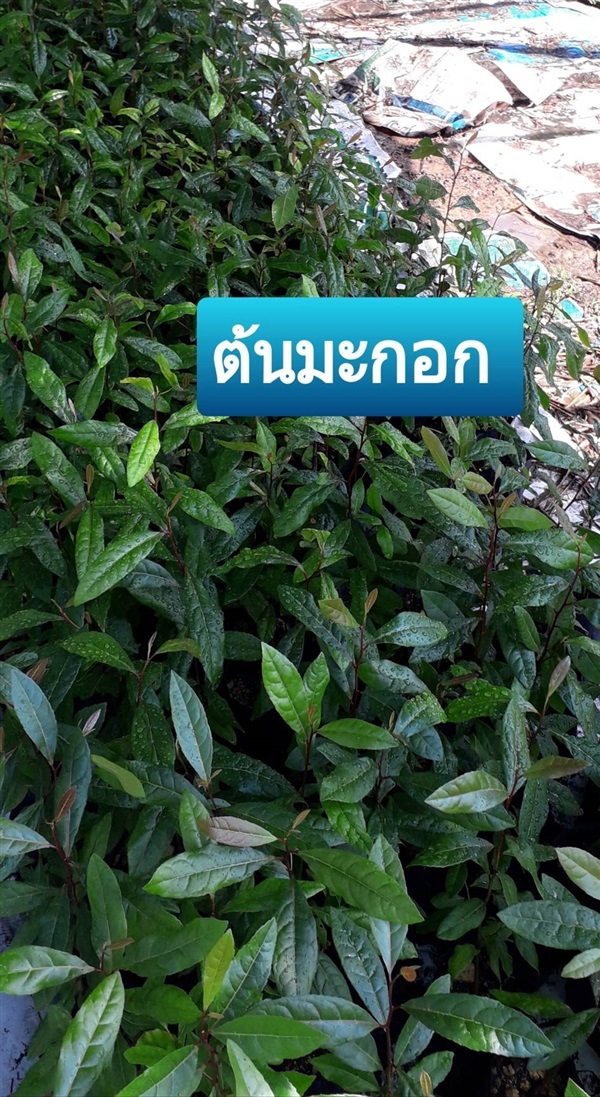 ต้นมะกอก | โชค พันธุ์ไม้ - เมืองปราจีนบุรี ปราจีนบุรี