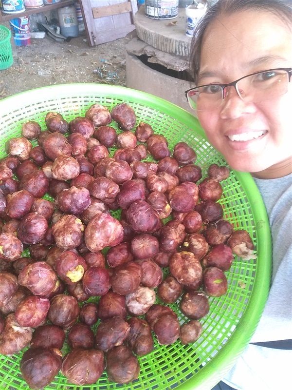 ขายเมล็ดพร้อมเพาะชมพู่มะเหมี่ยว | เมล็ดพันธุ์ดี เกษตรวิถีไทย - เมืองระยอง ระยอง