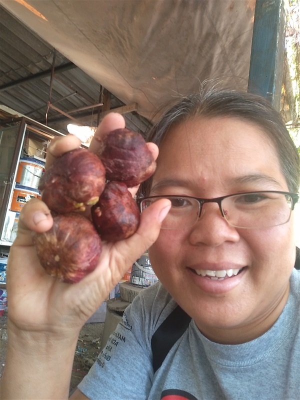 ขายเมล็ดพร้อมเพาะชมพู่มะเหมี่ยว | เมล็ดพันธุ์ดี เกษตรวิถีไทย - เมืองระยอง ระยอง