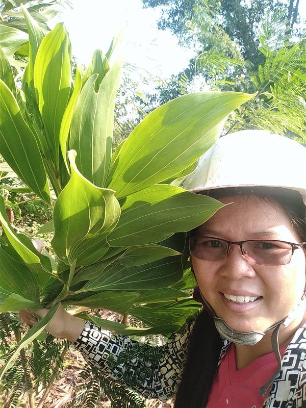 ขายเมล็ดพร้อมเพาะกระถินเทพา | เมล็ดพันธุ์ดี เกษตรวิถีไทย - เมืองระยอง ระยอง