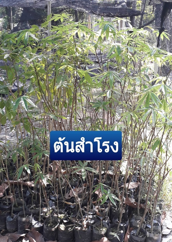 ต้นสำโรง | โชค พันธุ์ไม้ - เมืองปราจีนบุรี ปราจีนบุรี