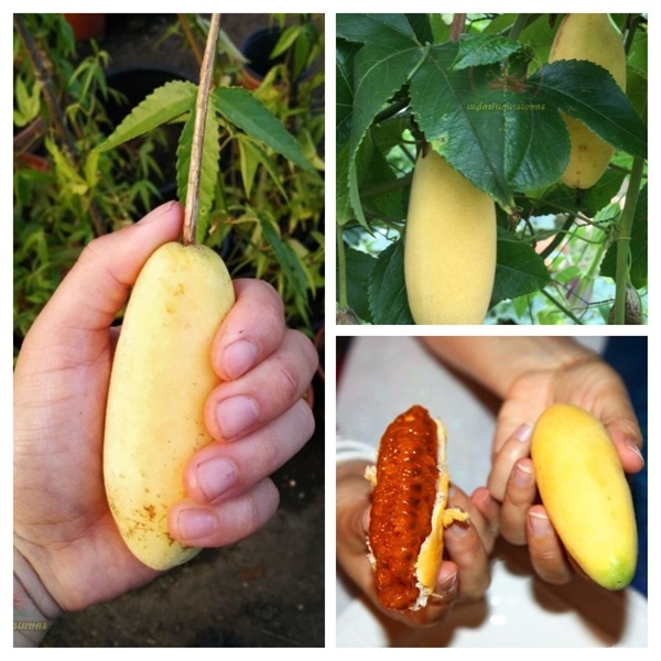 เมล็ดพันธุ์เสาวรสกล้วย กลิ่นกล้วย ซื้อ3แถม1 | เมล็ดพันธุ์การเกษตร - สีชมพู ขอนแก่น