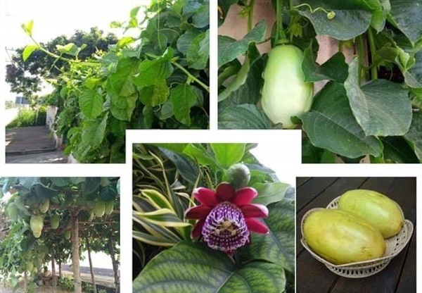 เมล็ดพันธุ์เสาวรสยักษ์หรือแตงสา ซื้อ3แถม1