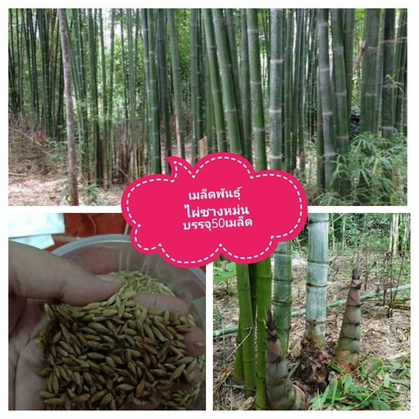 เมล็ดพันธุ์ไผ่ซางหม่น ซื้อ3แถม1