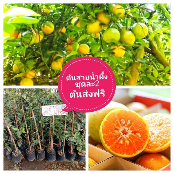 ต้นส้มสายน้ำผึ้ง ชุดละ2ต้นส่งฟรี | เมล็ดพันธุ์การเกษตร - สีชมพู ขอนแก่น