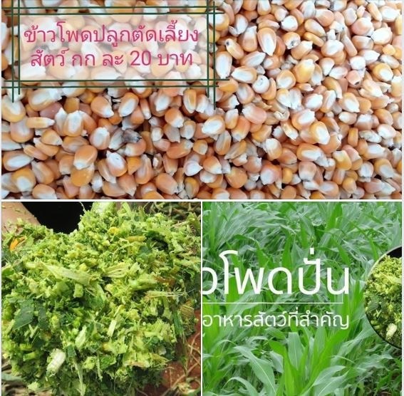 เมล็ดพันธุ์ข้าวโพดปลูกเลี้ยงสัตว์ มกราคม ปี 2566 | เมล็ดถั่วเขียว อุบลราชธานี - เมืองอุบลราชธานี อุบลราชธานี