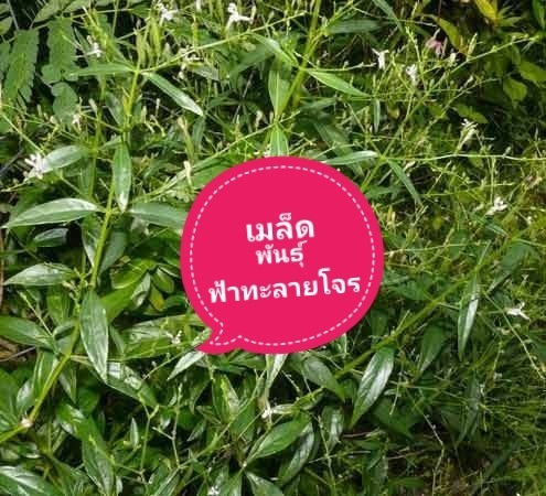 เมล็ดพันธุ์ฟ้าทะลายโจร ซื้อ3แถม1 | เมล็ดพันธุ์การเกษตร - สีชมพู ขอนแก่น