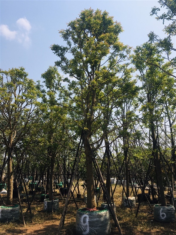 ต้นแคนา | สวนพี&เอ็มเจริญทรัพย์พันธ์ุไม้ - แก่งคอย สระบุรี