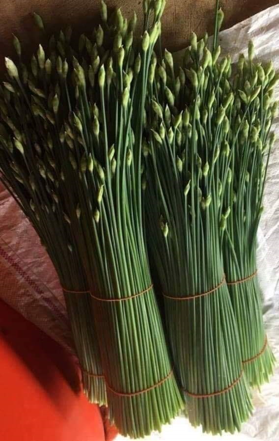 เมล็ดพันธุ์กุยช่าย ซื้อ3แถม1 | เมล็ดพันธุ์การเกษตร - สีชมพู ขอนแก่น