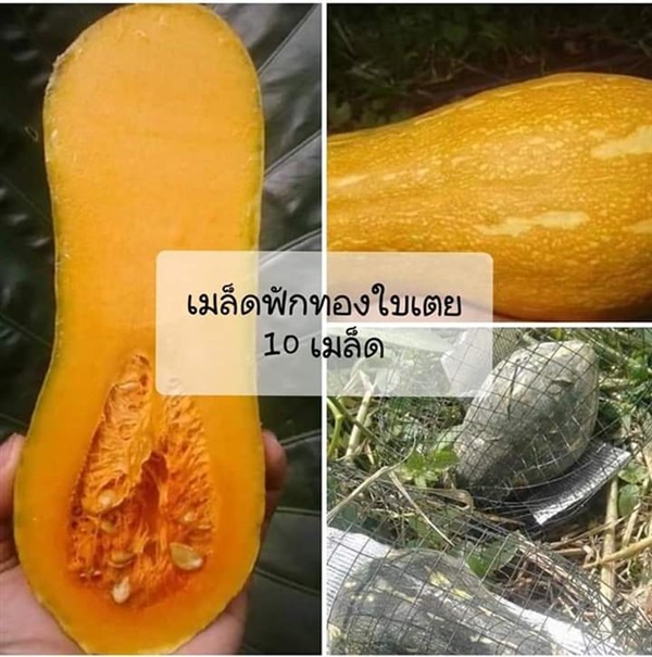 เมล็ดพันธุ์ฟักทองใบเตย ซื้อ3แถม1