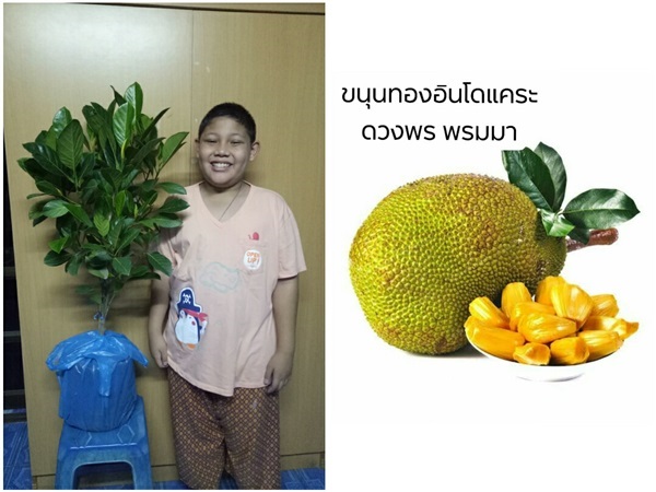 ต้นขนุนอิโดเตี้ย | อนาจักรพันธ์ไม้ - เมืองพิจิตร พิจิตร