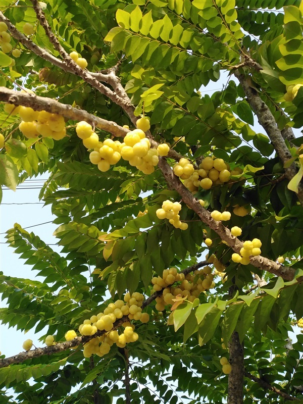 ขายเมล็ดพร้อมเพาะมะยมไทย | เมล็ดพันธุ์ดี เกษตรวิถีไทย - เมืองระยอง ระยอง