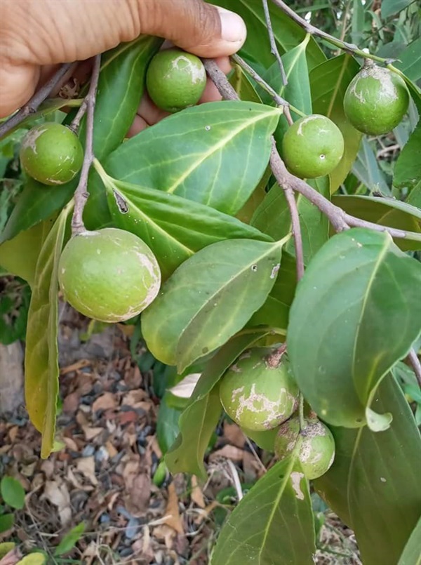 ขายเมล็ดพร้อมเพาะ มะดูก | เมล็ดพันธุ์ดี เกษตรวิถีไทย - เมืองระยอง ระยอง