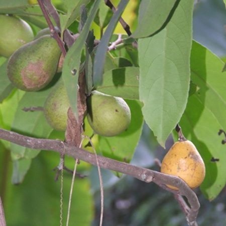 ขายเมล็ดพร้อมเพาะ มะดูก | เมล็ดพันธุ์ดี เกษตรวิถีไทย - เมืองระยอง ระยอง