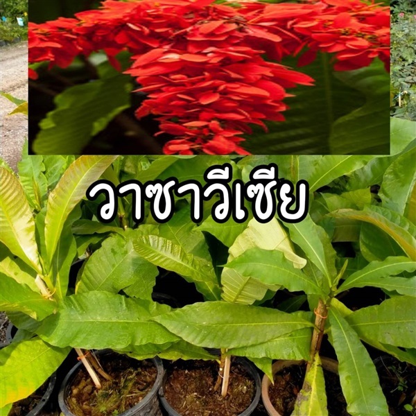 วาซาวีเซีย