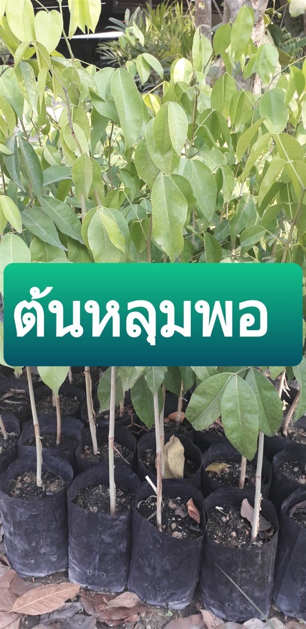 ต้นหลุมพอ | โชค พันธุ์ไม้ - เมืองปราจีนบุรี ปราจีนบุรี