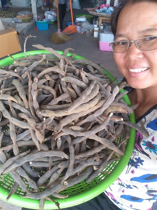 ขายเมล็ดพร้อมเพาะ ทองหลางดอกแดง มโนรมย์ | เมล็ดพันธุ์ดี เกษตรวิถีไทย - เมืองระยอง ระยอง