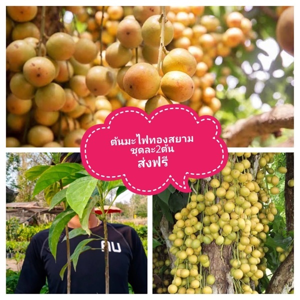 ต้นมะไฟทองสยาม ชุดละ2ต้นส่งฟรี | เมล็ดพันธุ์การเกษตร - สีชมพู ขอนแก่น