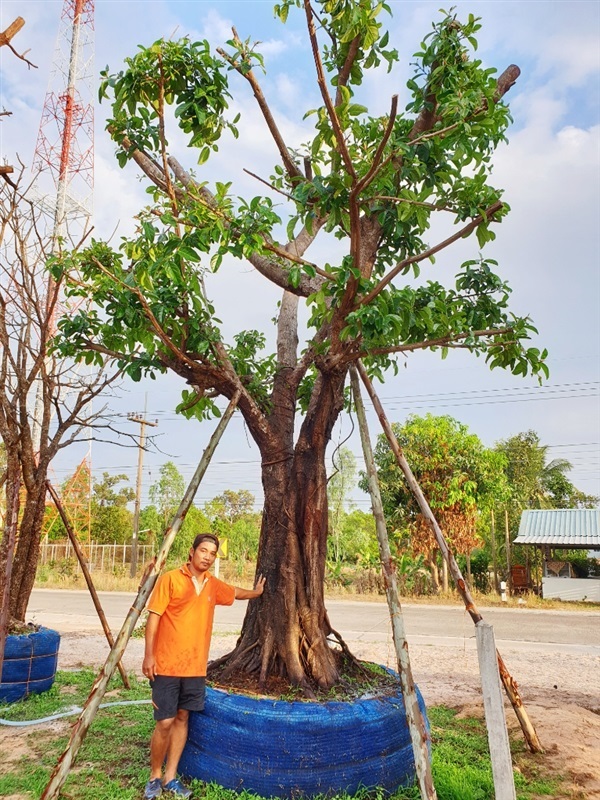 ต้นมหาโชค | ไม้ล้อมอุบลราชธานี - ตาลสุม อุบลราชธานี