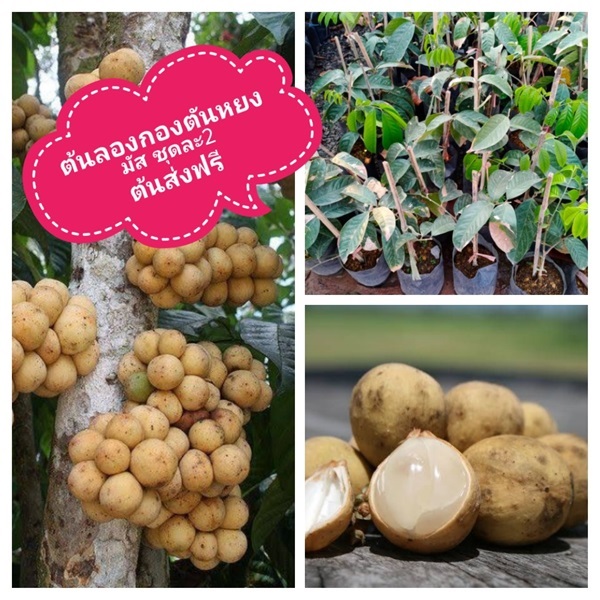 ต้นลองกองตันหยงมัส ชุดละ2ต้นส่งฟรี | เมล็ดพันธุ์การเกษตร - สีชมพู ขอนแก่น