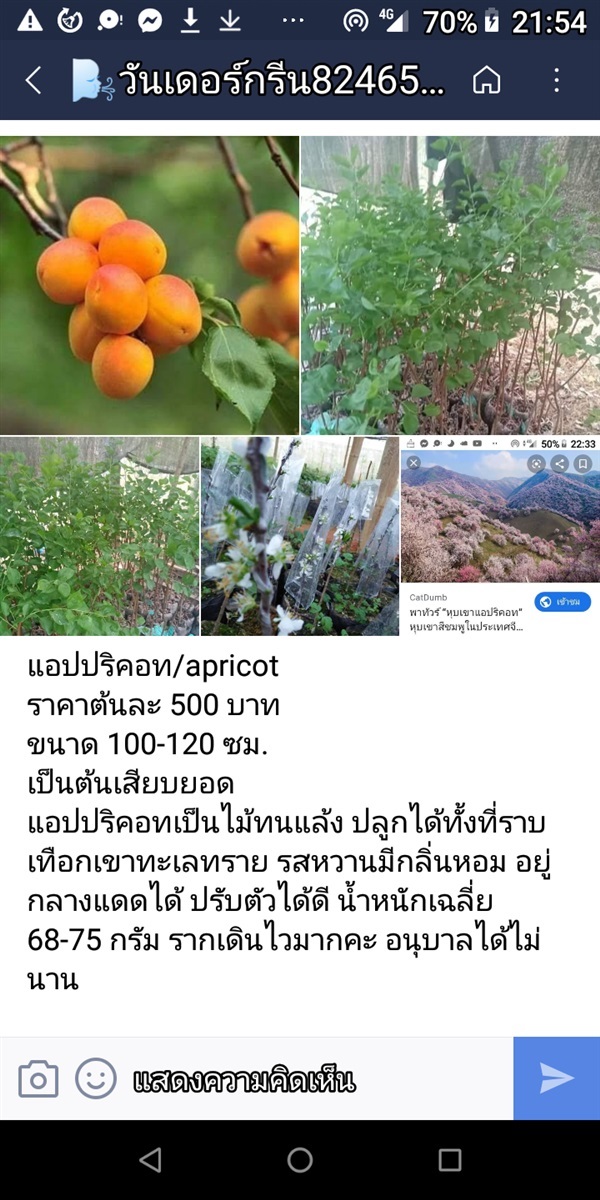 ต้นแอปริคอท apricot พืชตะกูลต้นบ๊วย 