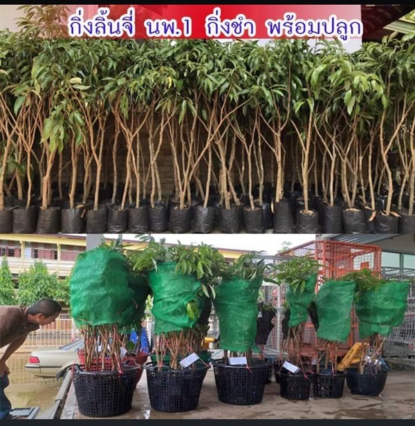 ต้นลิ้นจี่นครพนม กิ่งชำ ขนาด1เมตร ส่งทั่วไทย