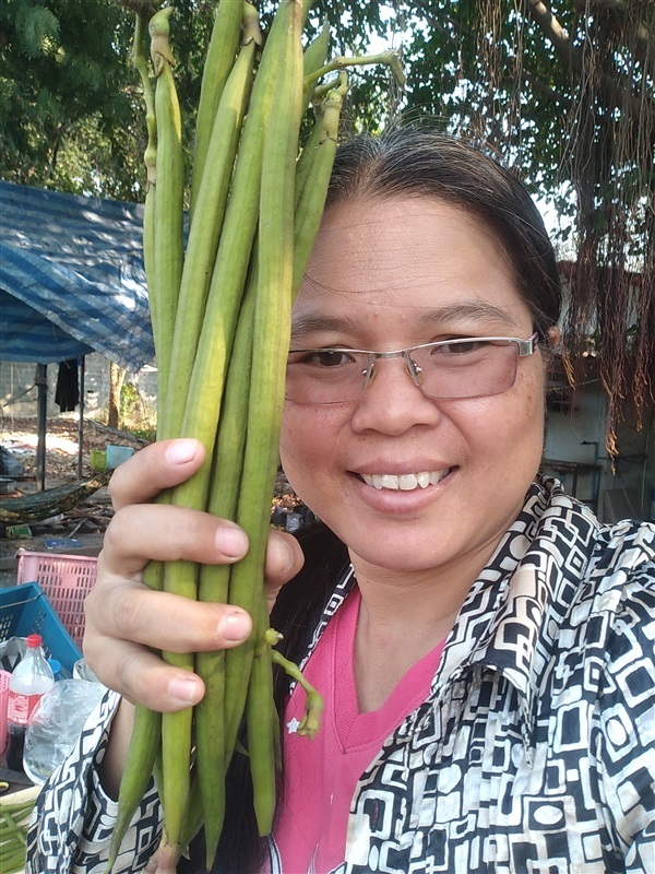 ขายเมล็ดพร้อมเพาะชมพูพันทิพย์จำนวนมาก